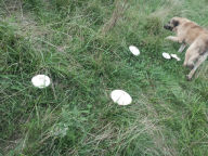 Livestock guradian dog sniffs around a few fungi growing the diversity in our grasses