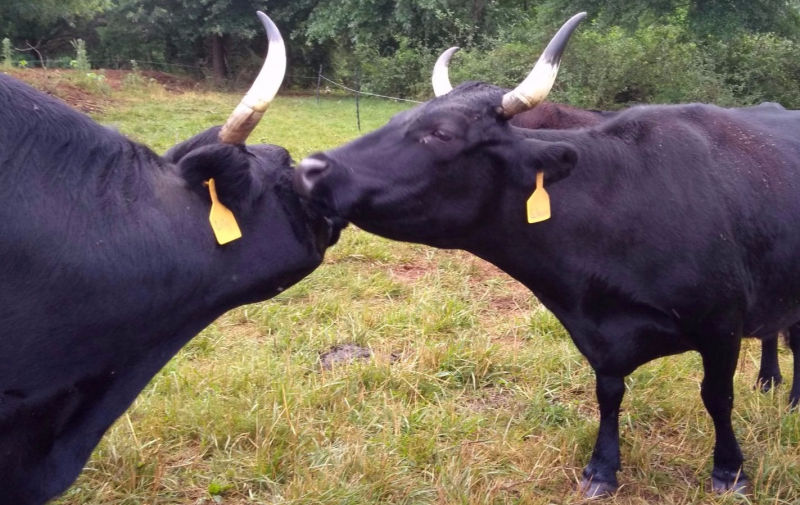 Two of our black Dexter grassfed mama cows greeting each other with a  nose nuzzle