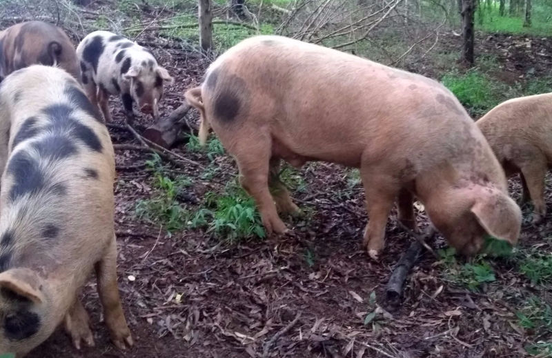 5 of Brooklyn Hills Ranch forest & pasture grazed, sprouted, Organic grain fed Pigs