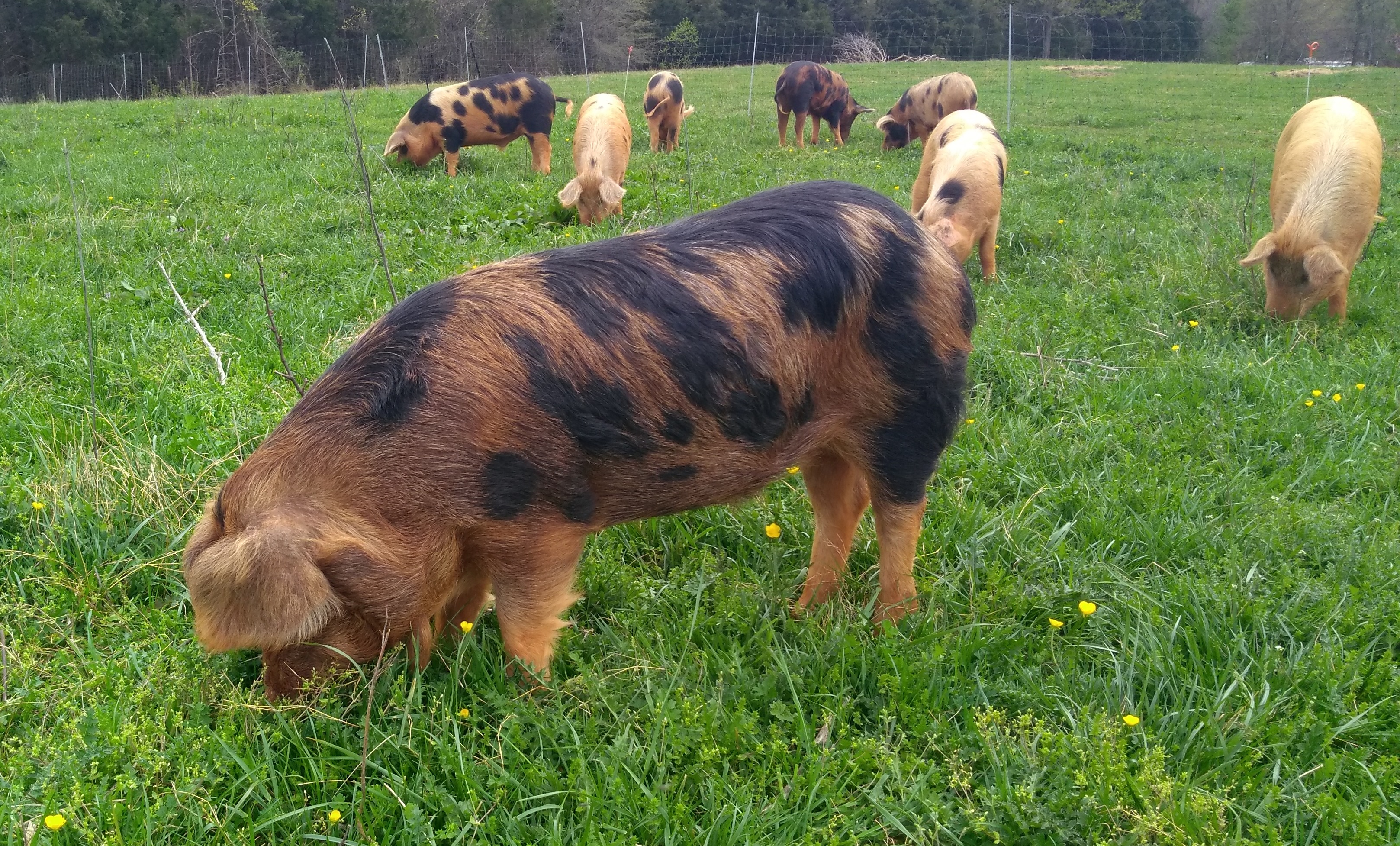 Pigs fed certified only Organic grains